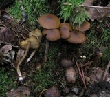 Callistosporium luteo-olivaceum image