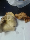 Lentinus scleropus image