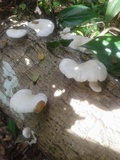 Pleurotus djamor image