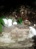 Pleurotus djamor image