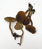Callistosporium luteo-olivaceum image