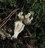 Clavulina coralloides image