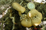 Lentinus tigrinus image