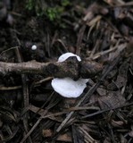 Crepidotus variabilis image