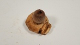 Geastrum fimbriatum image