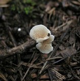 Crepidotus variabilis image