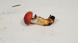 Gomphidius subroseus image