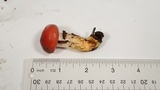 Gomphidius subroseus image