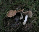 Hebeloma theobrominum image