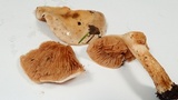 Hebeloma velutipes image