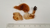 Hebeloma velutipes image