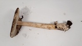 Amanita constricta image