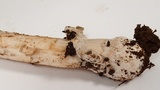 Amanita constricta image