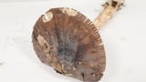 Amanita constricta image