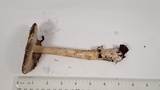 Amanita constricta image