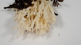 Ramariopsis kunzei image