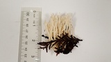 Ramariopsis kunzei image
