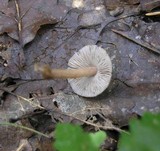 Inocybe asterospora image