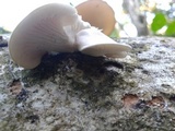 Pleurotus djamor image