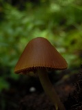 Conocybe incarnata image