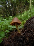 Conocybe incarnata image