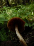 Conocybe incarnata image
