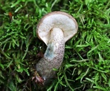 Leccinum cyaneobasileucum image