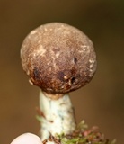 Leccinum cyaneobasileucum image