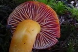 Hygrocybe punicea image