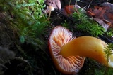 Hygrocybe punicea image