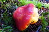 Hygrocybe punicea image