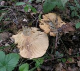 Lactarius zonarius image