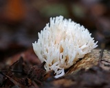 Ramariopsis kunzei image