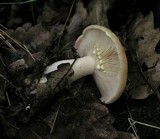 Lactarius chrysorrheus image