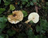 Lepiota magnispora image