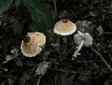 Lepiota magnispora image