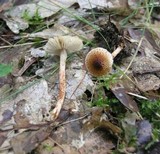 Lepiota tomentella image