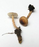 Lepiota tomentella image