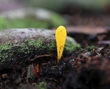 Microglossum rufum image
