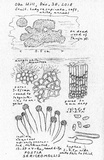 Postia sericeomollis image