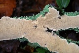 Irpex lacteus image