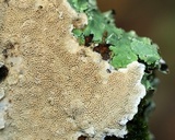 Irpex lacteus image