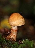 Cortinarius armillatus image