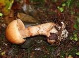 Cortinarius armillatus image