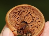 Cortinarius armillatus image