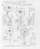 Rhodocybe aureicystidiata image