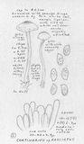 Cortinarius fulvescens image