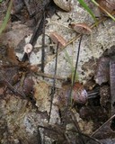 Gymnopus androsaceus image