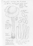 Hebeloma sordescens image