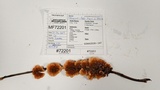 Punctularia atropurpurascens image